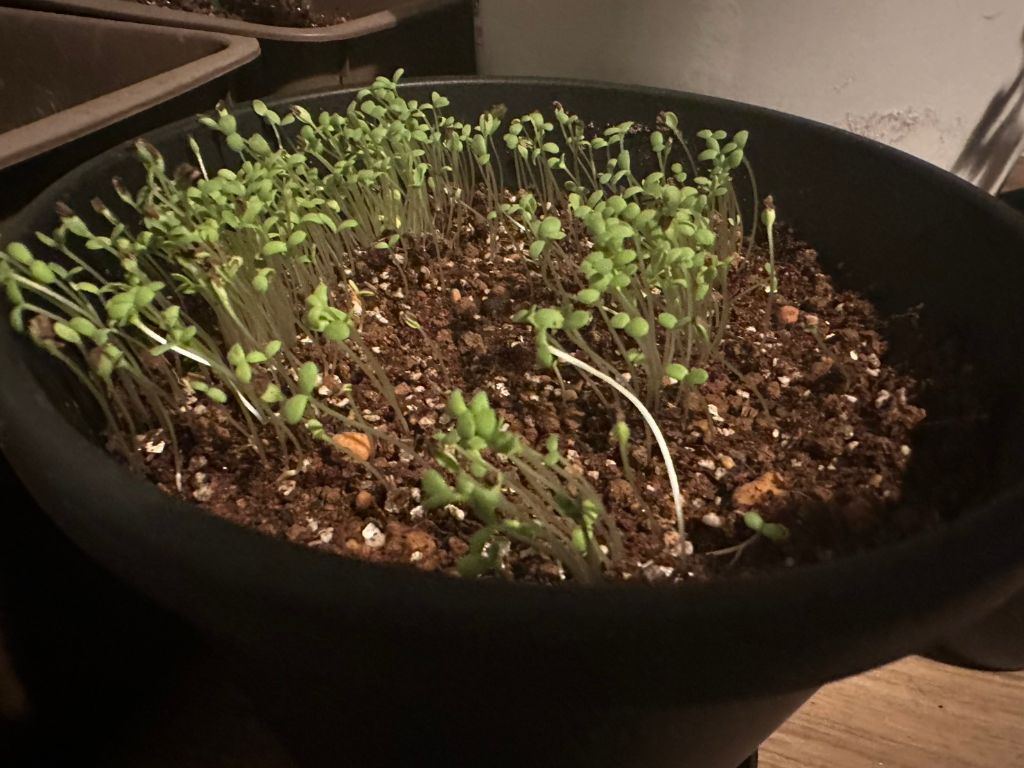 鉢に密集して発芽した春菊の苗。細長く伸びて傾いているものがある